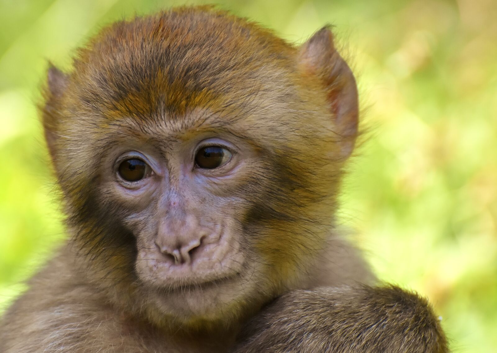 Nikon D7200 sample photo. Barbary ape, monkey, mammal photography