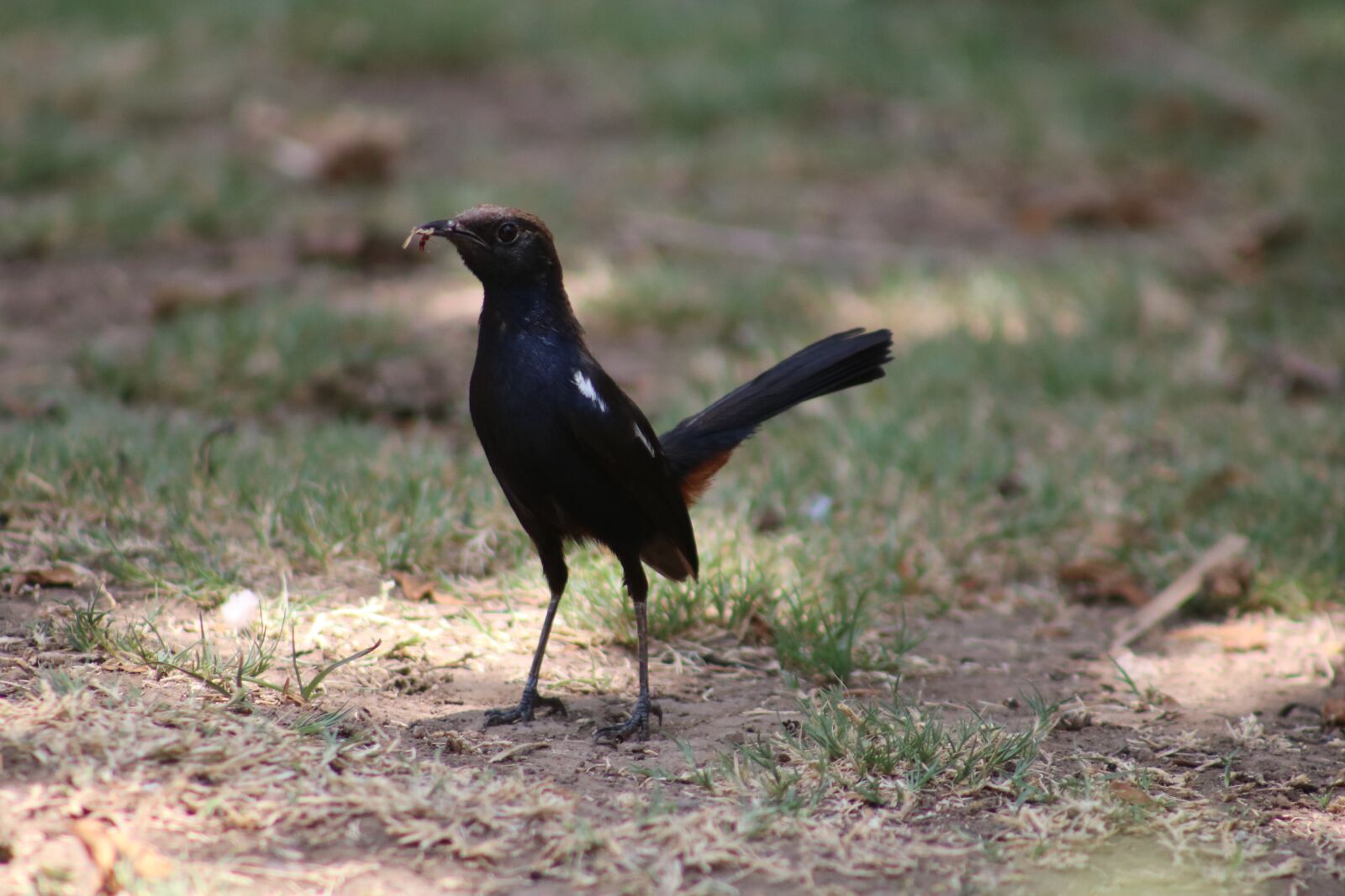 Canon EOS 750D (EOS Rebel T6i / EOS Kiss X8i) sample photo. Blackbird, bird, raven photography