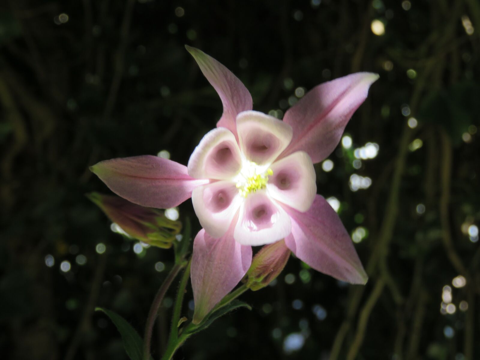 Canon PowerShot SX60 HS sample photo. Akelei, bloom, pink photography