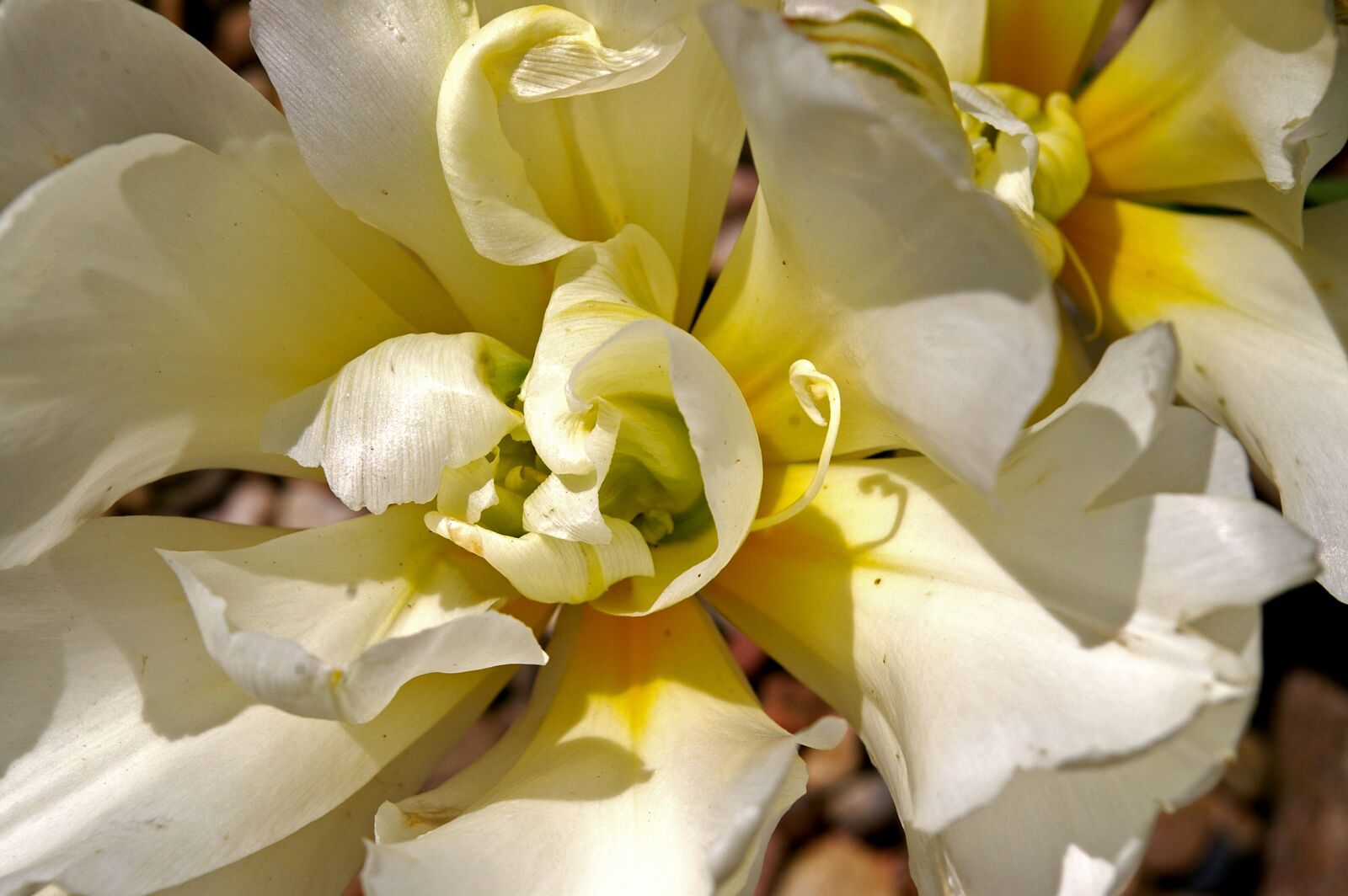 Pentax *ist DL2 sample photo. Tulips, white tulips, white photography