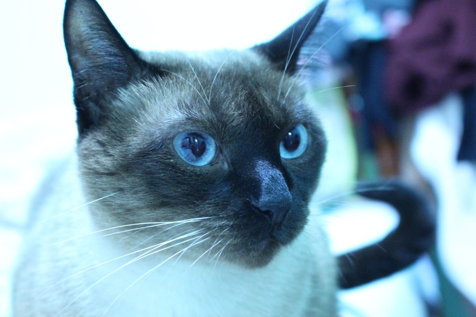 Canon EOS 100D (EOS Rebel SL1 / EOS Kiss X7) sample photo. Cat, blue eyes, feline photography