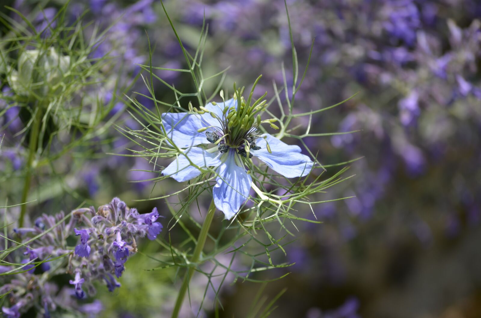 Nikon D5100 sample photo. Flowers, miracle, nature photography