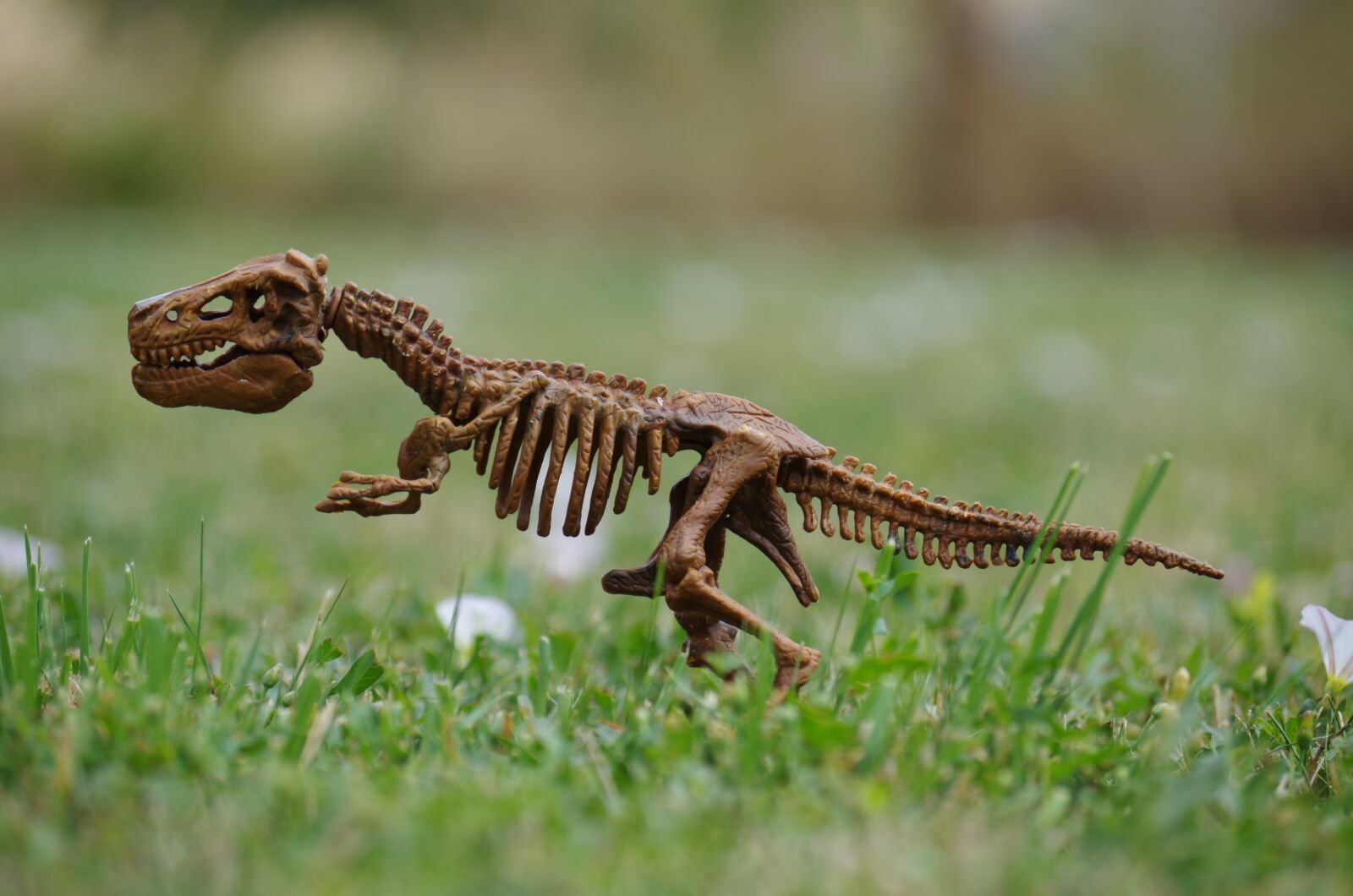 Pentax K-500 sample photo. Dinosaur, bones, rex photography