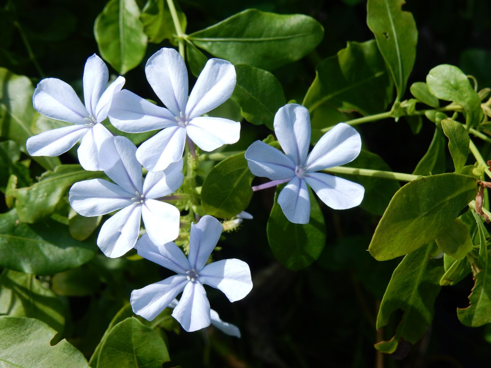 Nikon Coolpix S9700 sample photo. Flowers, flowering shrub, blue photography