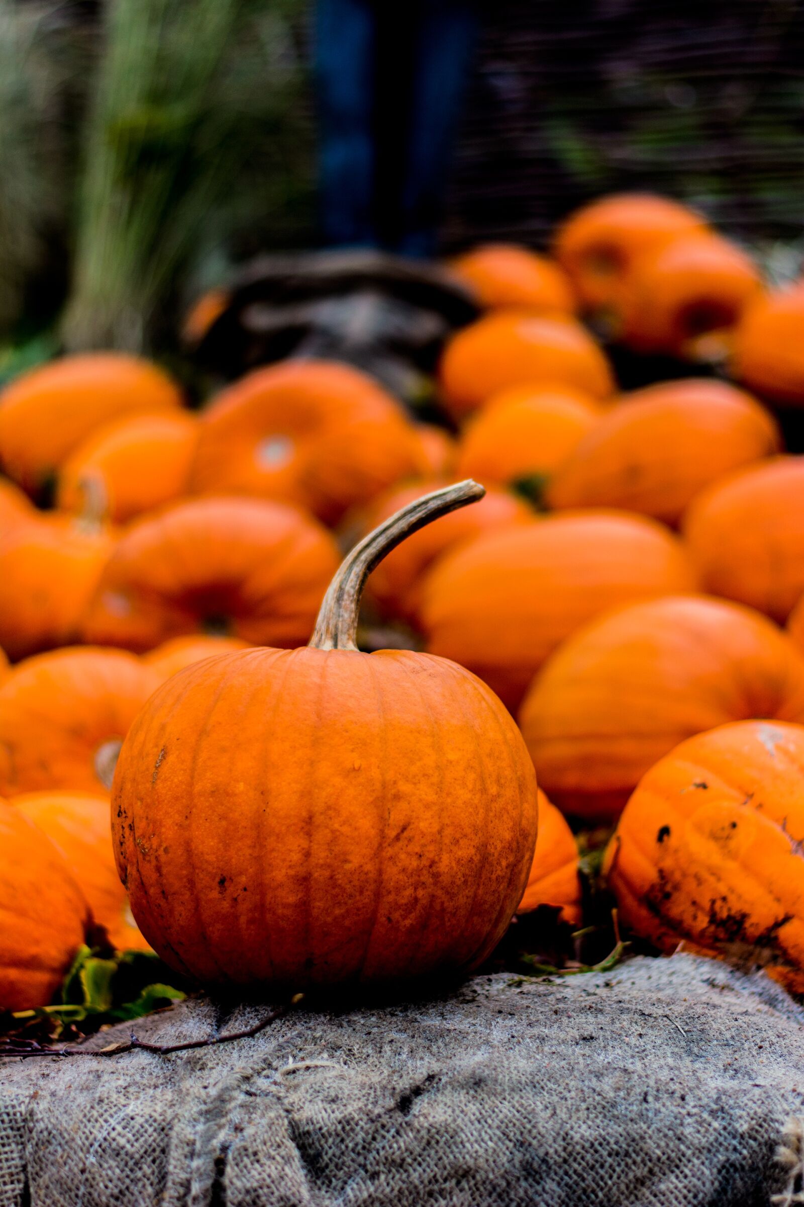 Nikon D7100 sample photo. Halloween, autumn, pumpkin photography