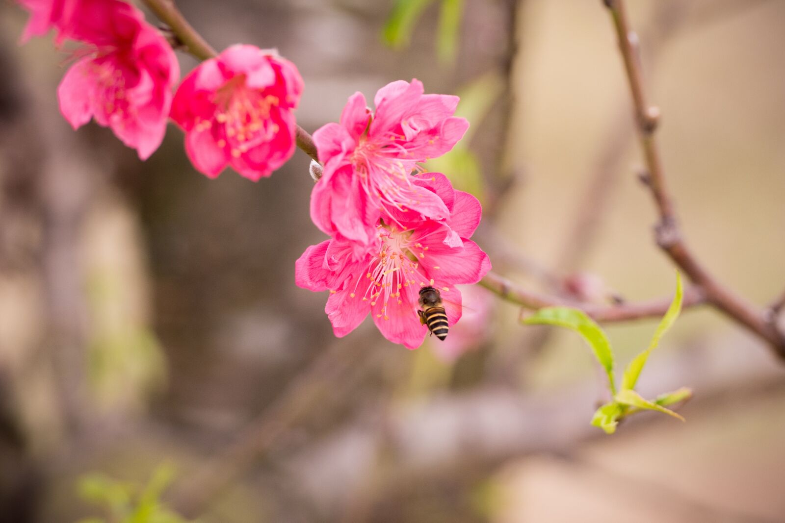 Nikon D7100 sample photo. Peach, peach flower, flower photography