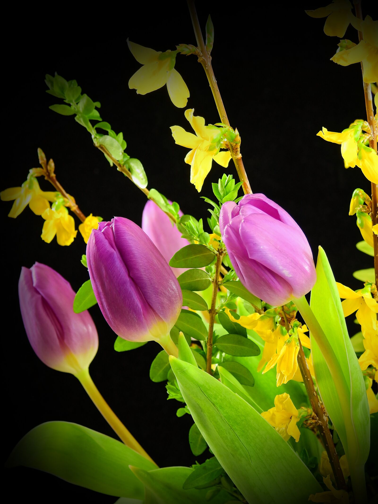 Nikon Coolpix P900 sample photo. Tulips, flowers, blossom photography