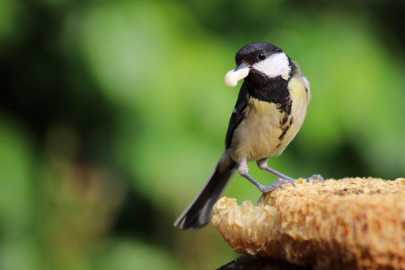 Canon EOS 77D (EOS 9000D / EOS 770D) sample photo. Tit, bird, feeding photography