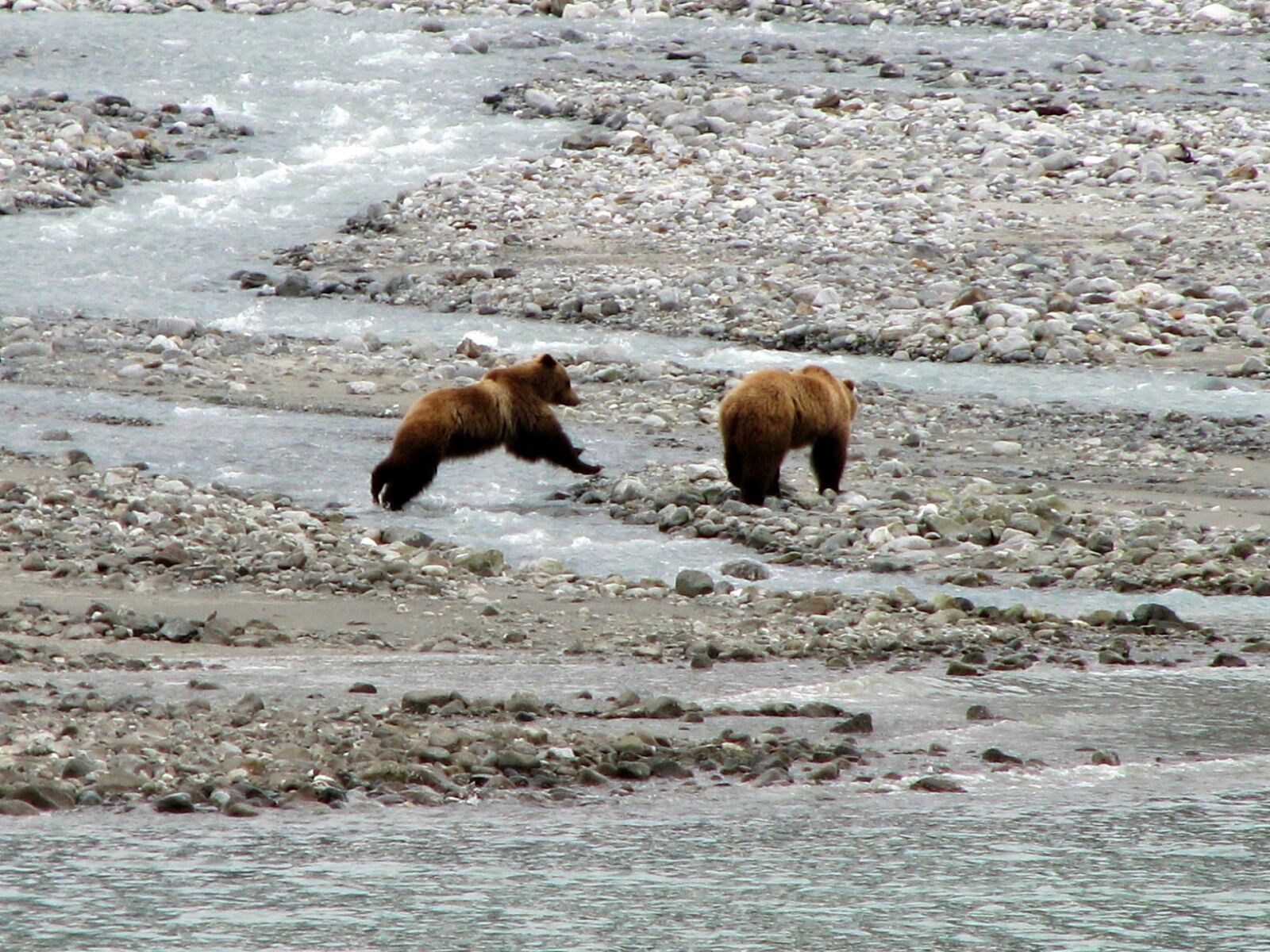 Canon POWERSHOT S5 IS sample photo. Brown bears, water, standing photography