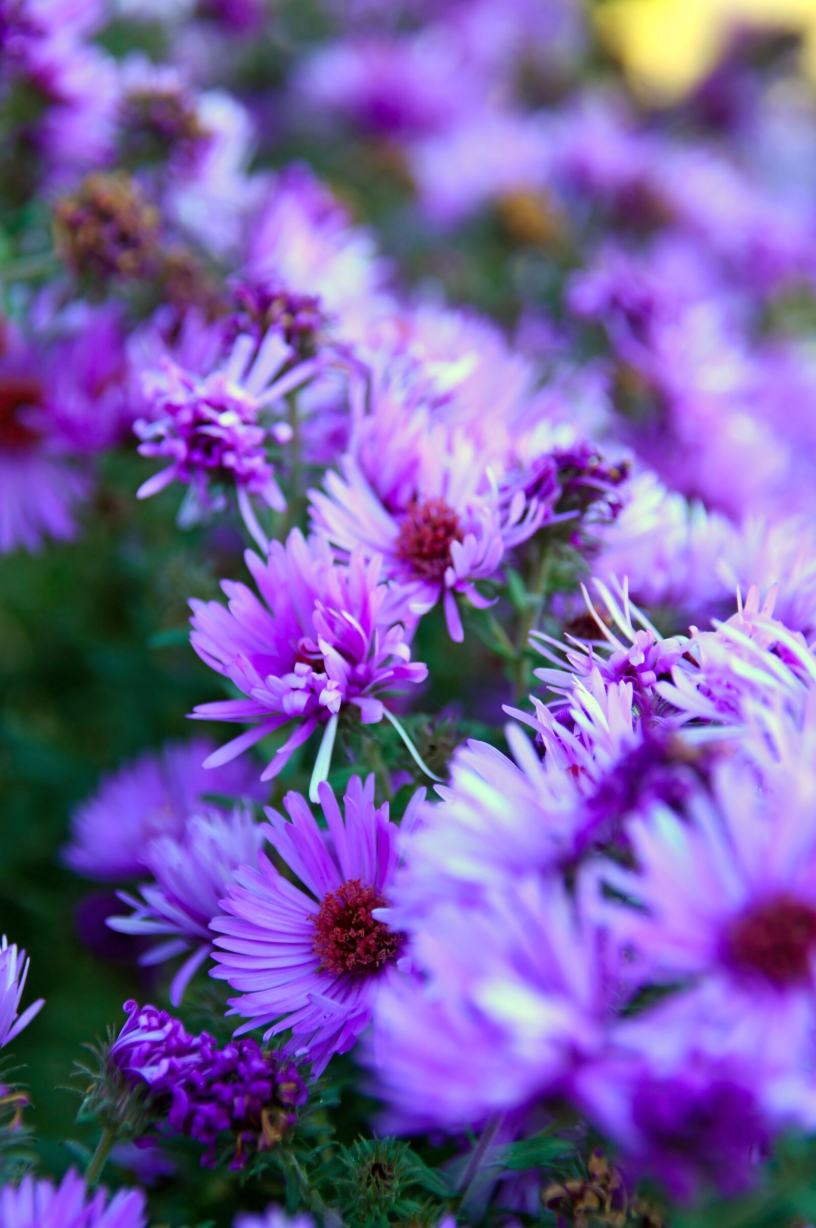 Nikon D3200 sample photo. Purple, purple flower, autumn photography