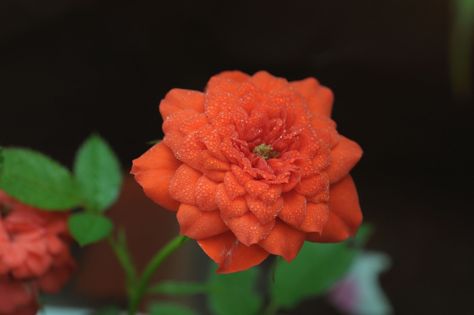 Nikon D300S sample photo. Rose, beautiful, romantic photography