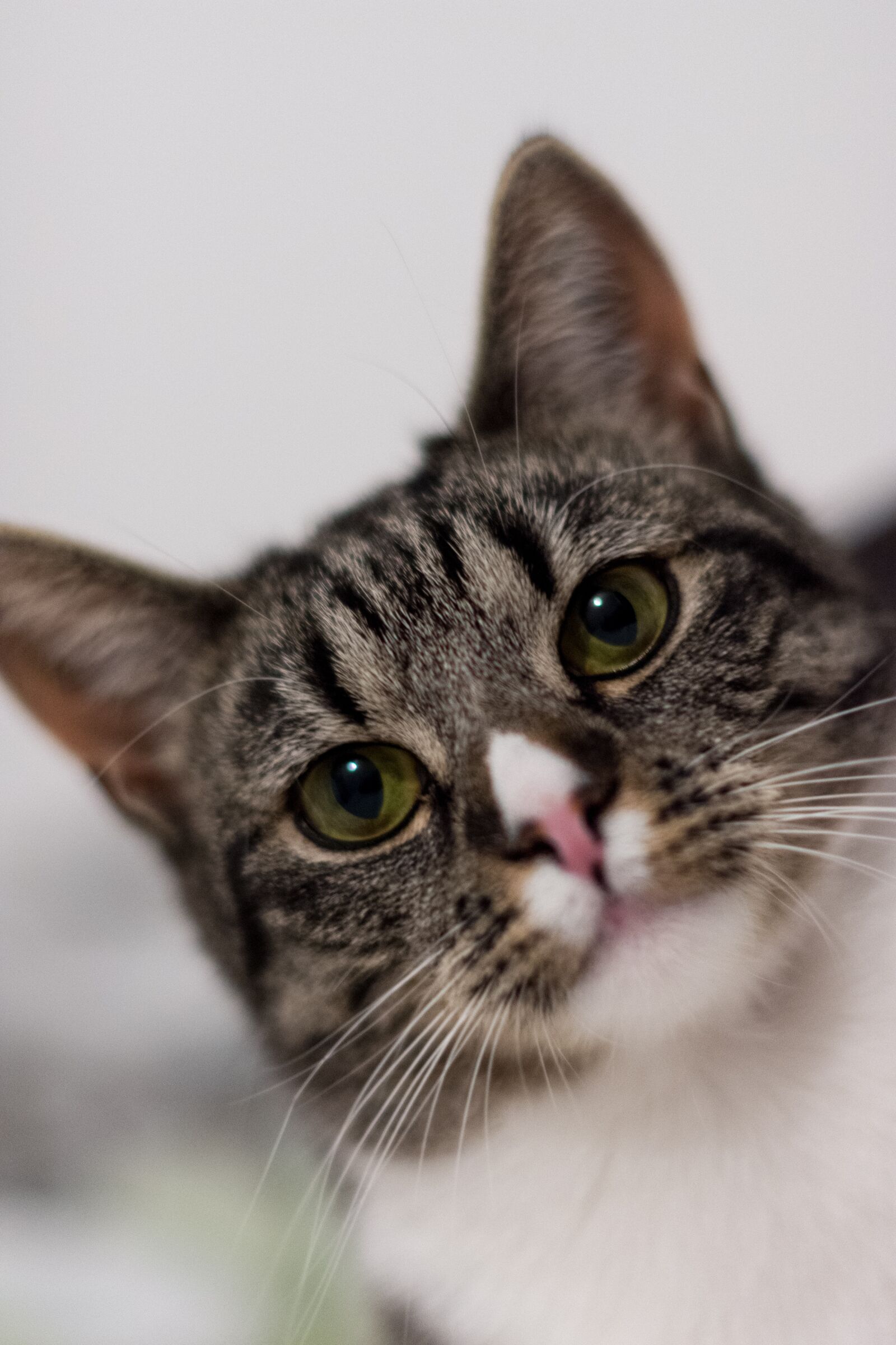 Nikon D7200 sample photo. Cute, animal, cat photography