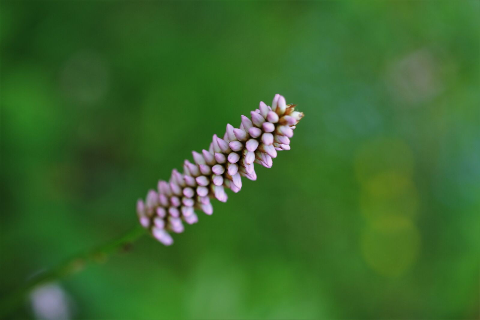 Canon EF-S 35mm F2.8 Macro IS STM sample photo. Wiesenknöterich, blossom, bloom photography
