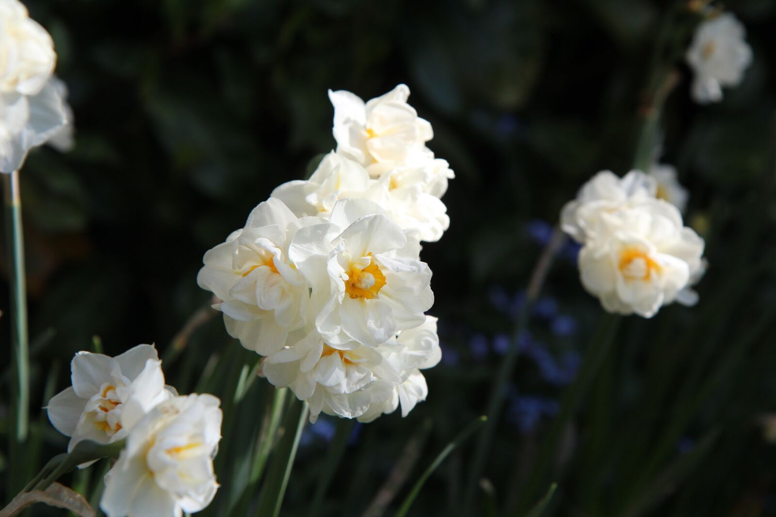 Canon EOS 600D (Rebel EOS T3i / EOS Kiss X5) + Sigma 12-24mm f/4.5-5.6 EX DG ASPHERICAL HSM + 1.4x sample photo. Narcissus, narcissus fragrant, spring photography
