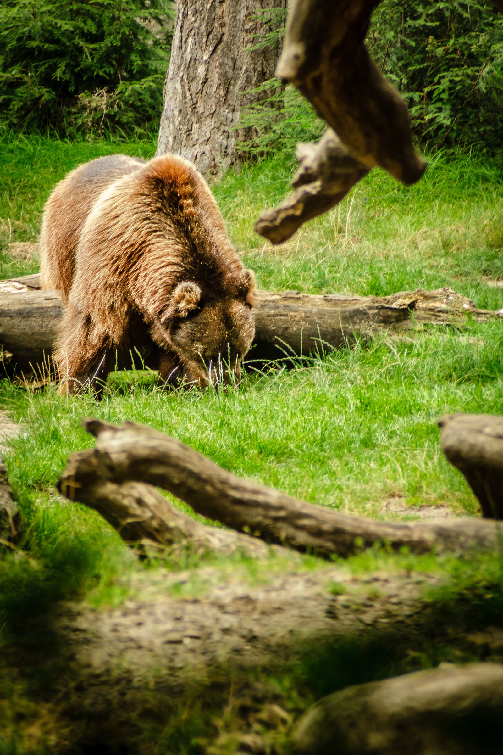 Canon EOS 7D sample photo. Bear, brown bear, ursus photography
