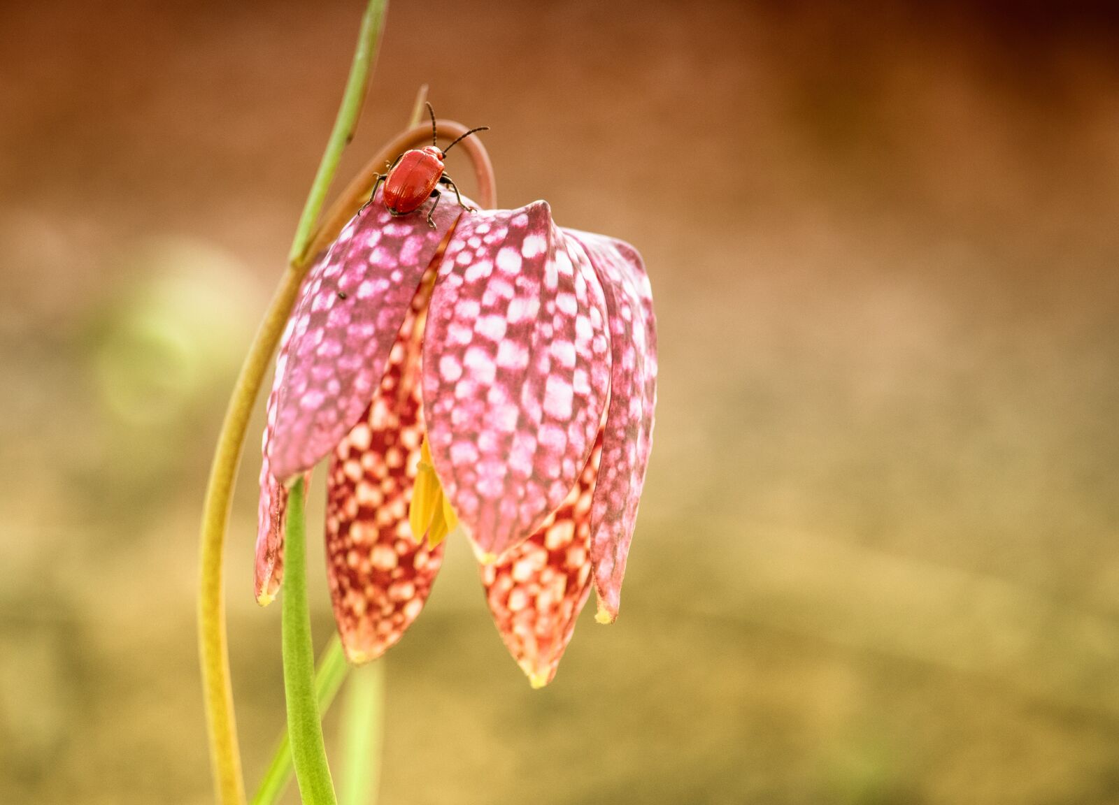 Canon EF-S 55-250mm F4-5.6 IS STM sample photo. Chequered, flower, plant photography