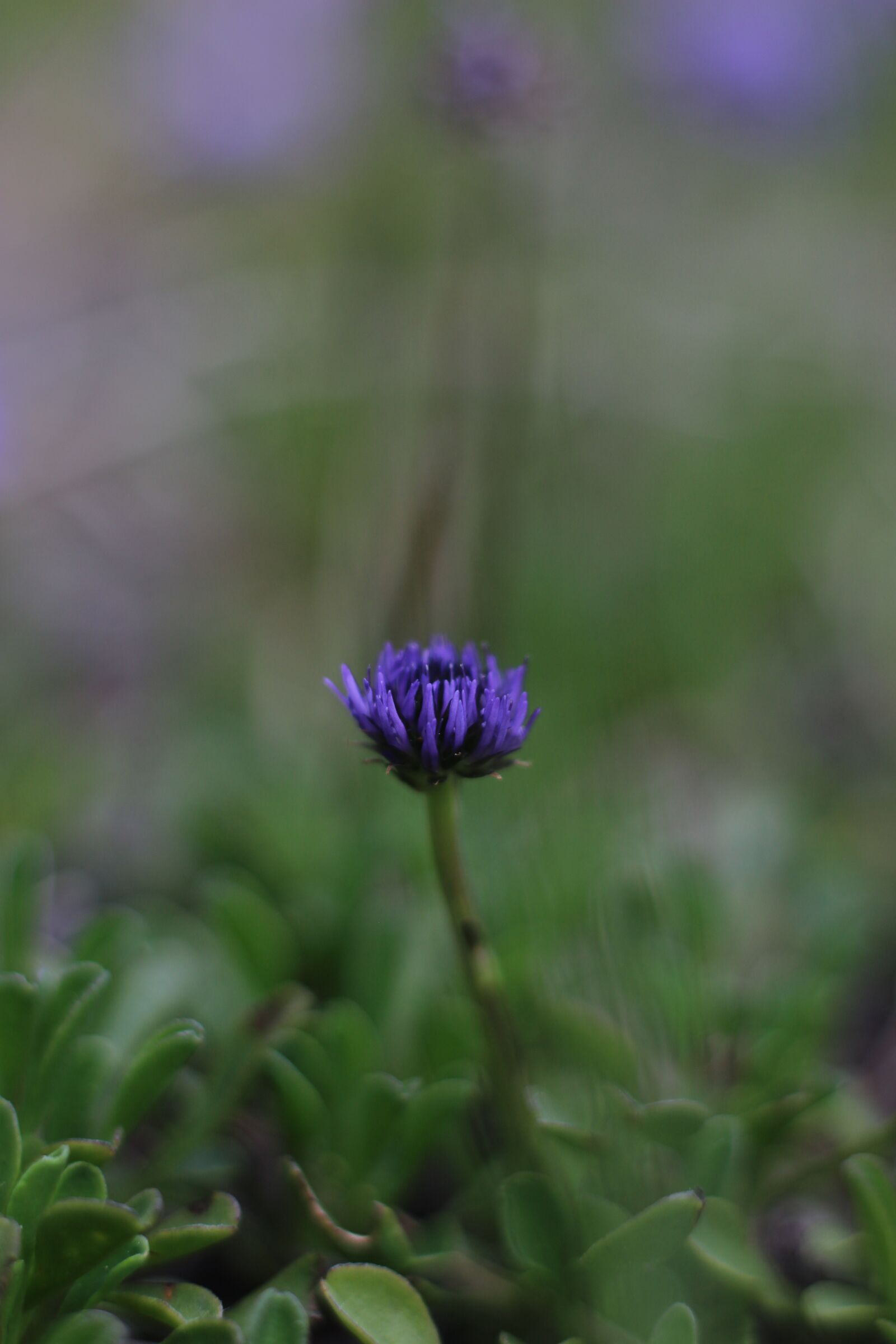 Canon EOS 600D (Rebel EOS T3i / EOS Kiss X5) + Canon EF 50mm F1.8 STM sample photo. Plant, blue, spring photography