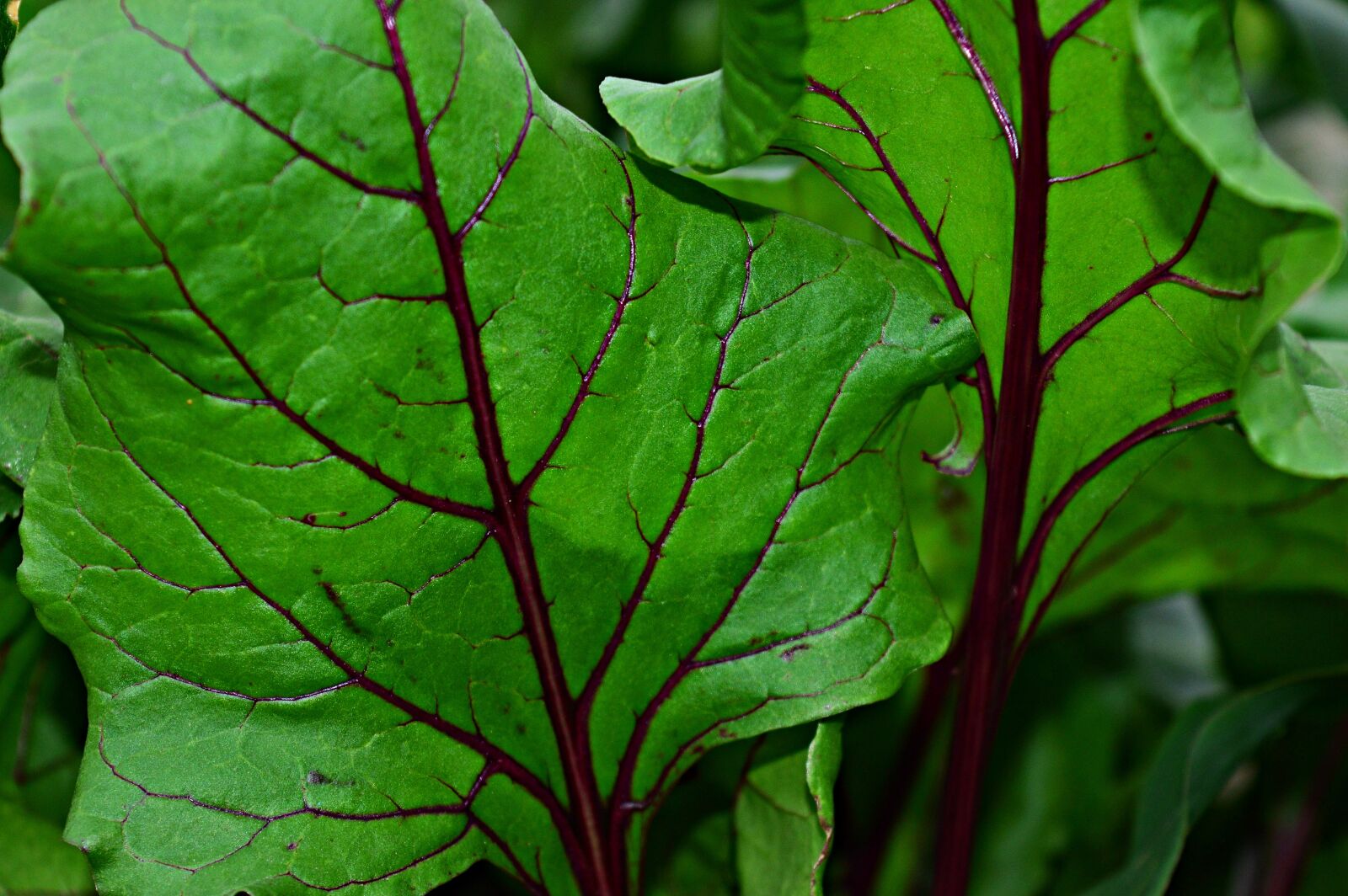 Nikon D3200 sample photo. Foliage, green, green leaf photography