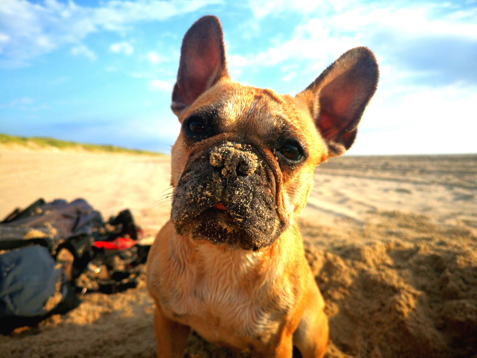 HUAWEI CLT-L29 sample photo. Dog, bulli, french photography