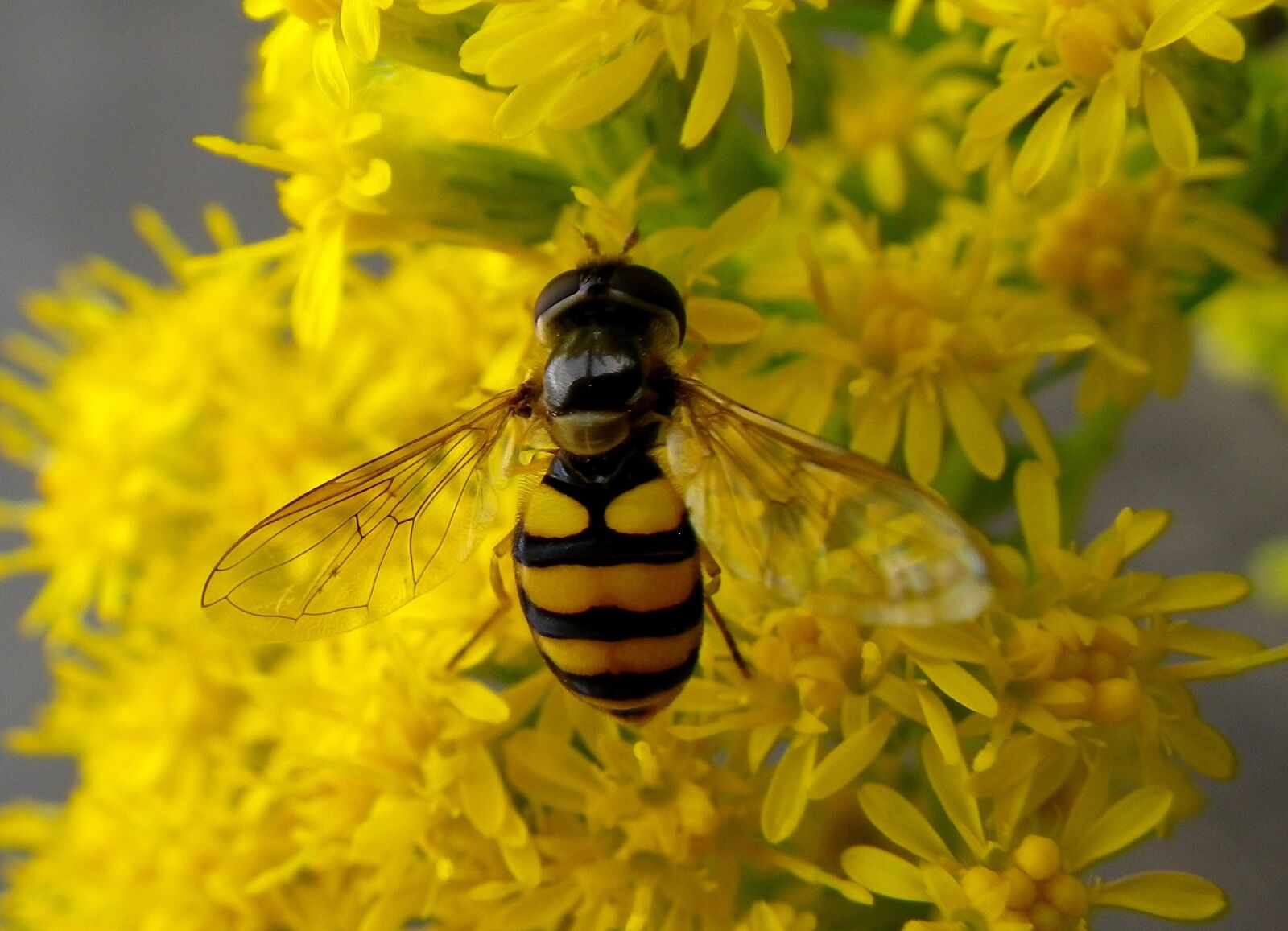 Pentax Optio W90 sample photo. Hoverfly, insect, macro photography