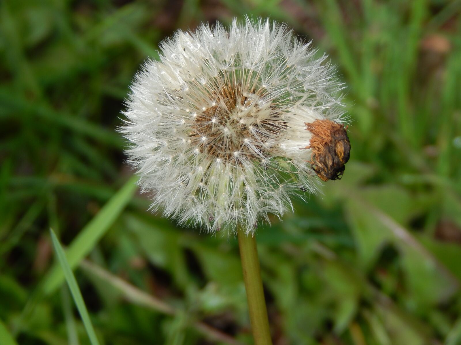 Nikon Coolpix L820 sample photo. Dandelion, fluff, spring photography