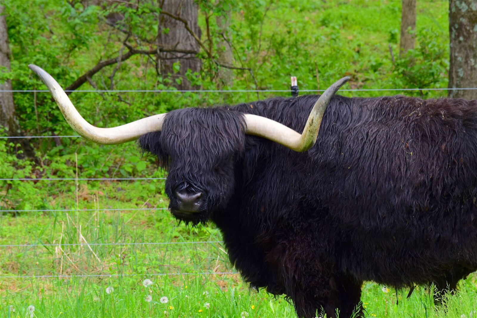 Nikon D3300 sample photo. Bull, horns, angus photography
