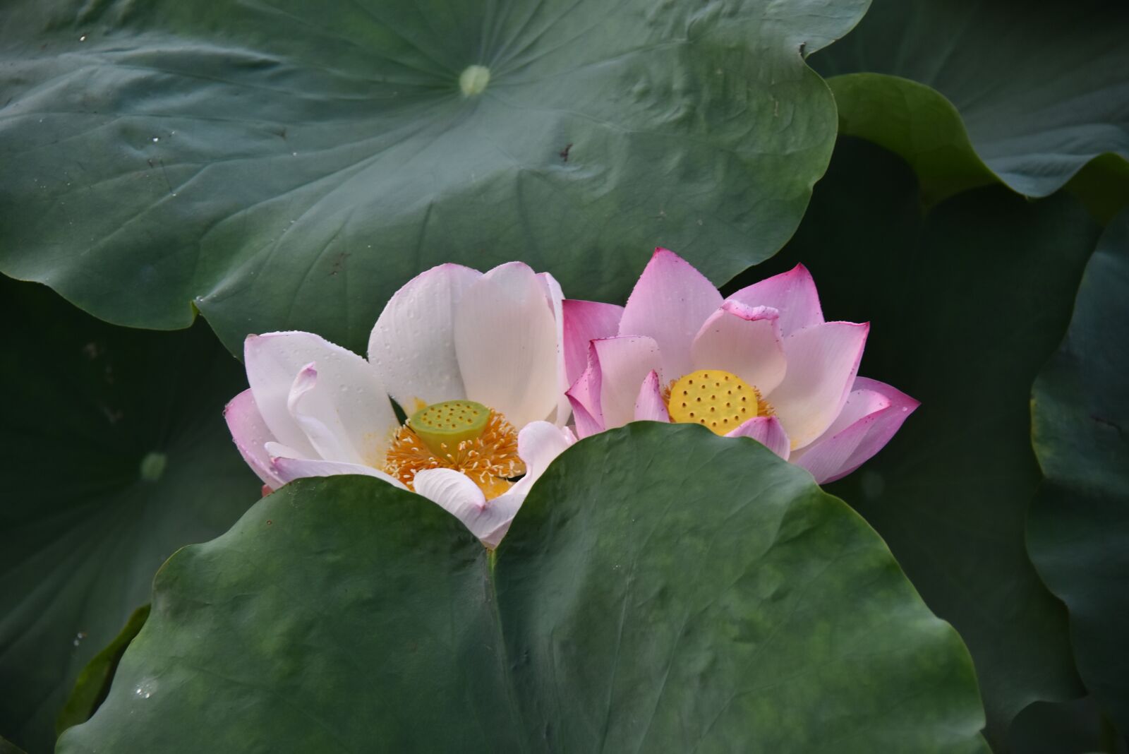 Nikon D7200 sample photo. Lotus, blooming, fragrant photography