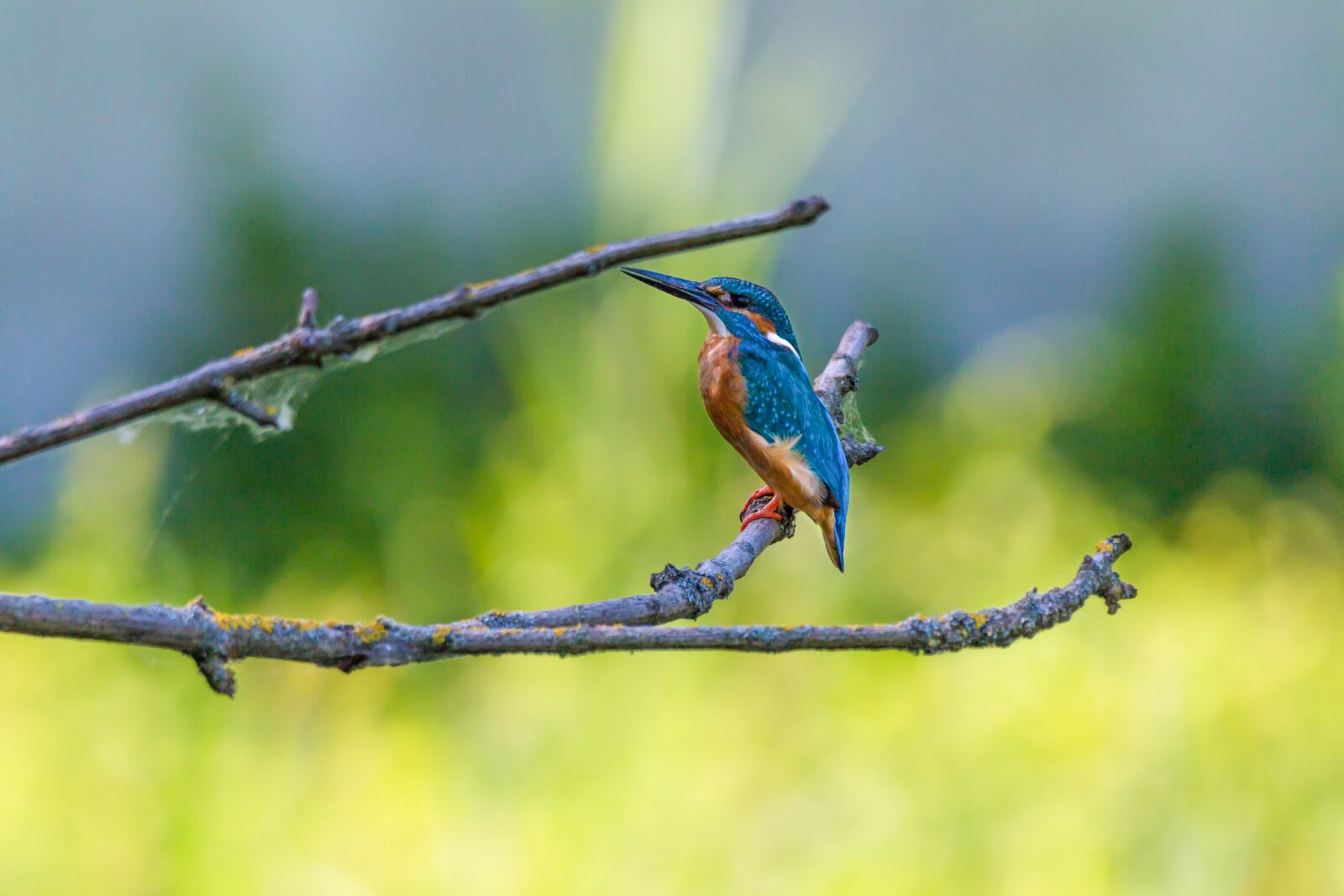 150-600mm F5-6.3 DG OS HSM | Contemporary 015 sample photo. Kingfisher, bird, colorful photography