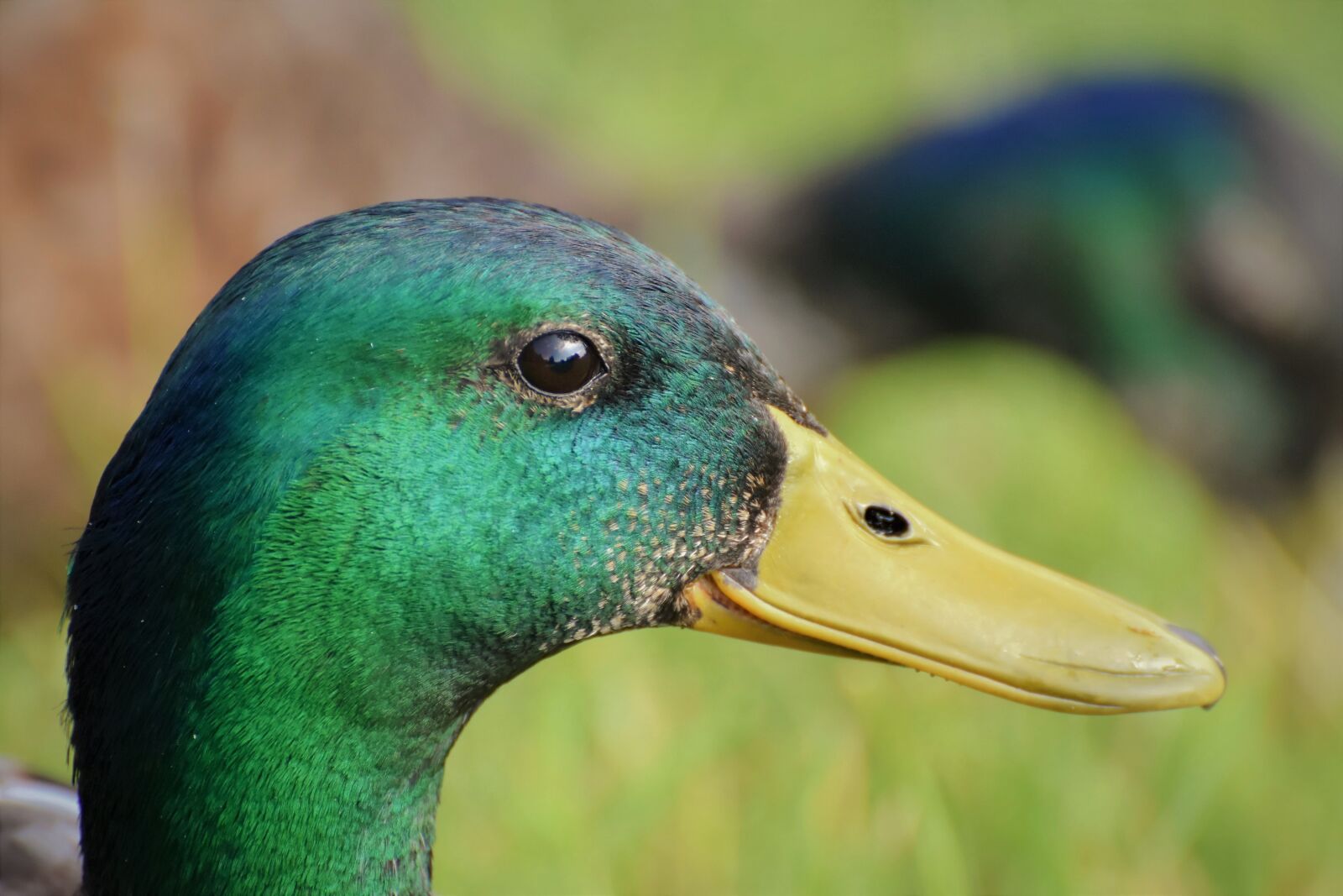 Nikon D7200 sample photo. Duck, drake, mallard photography