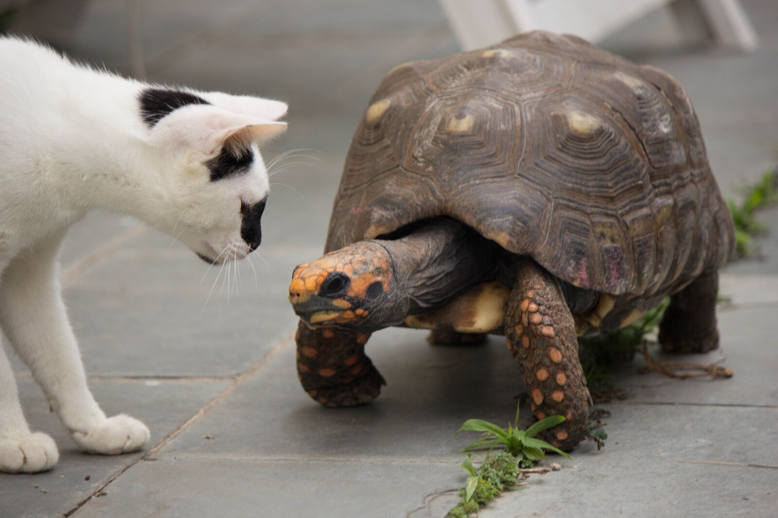 Canon EOS 60D sample photo. Gato, tartaruga, felino photography