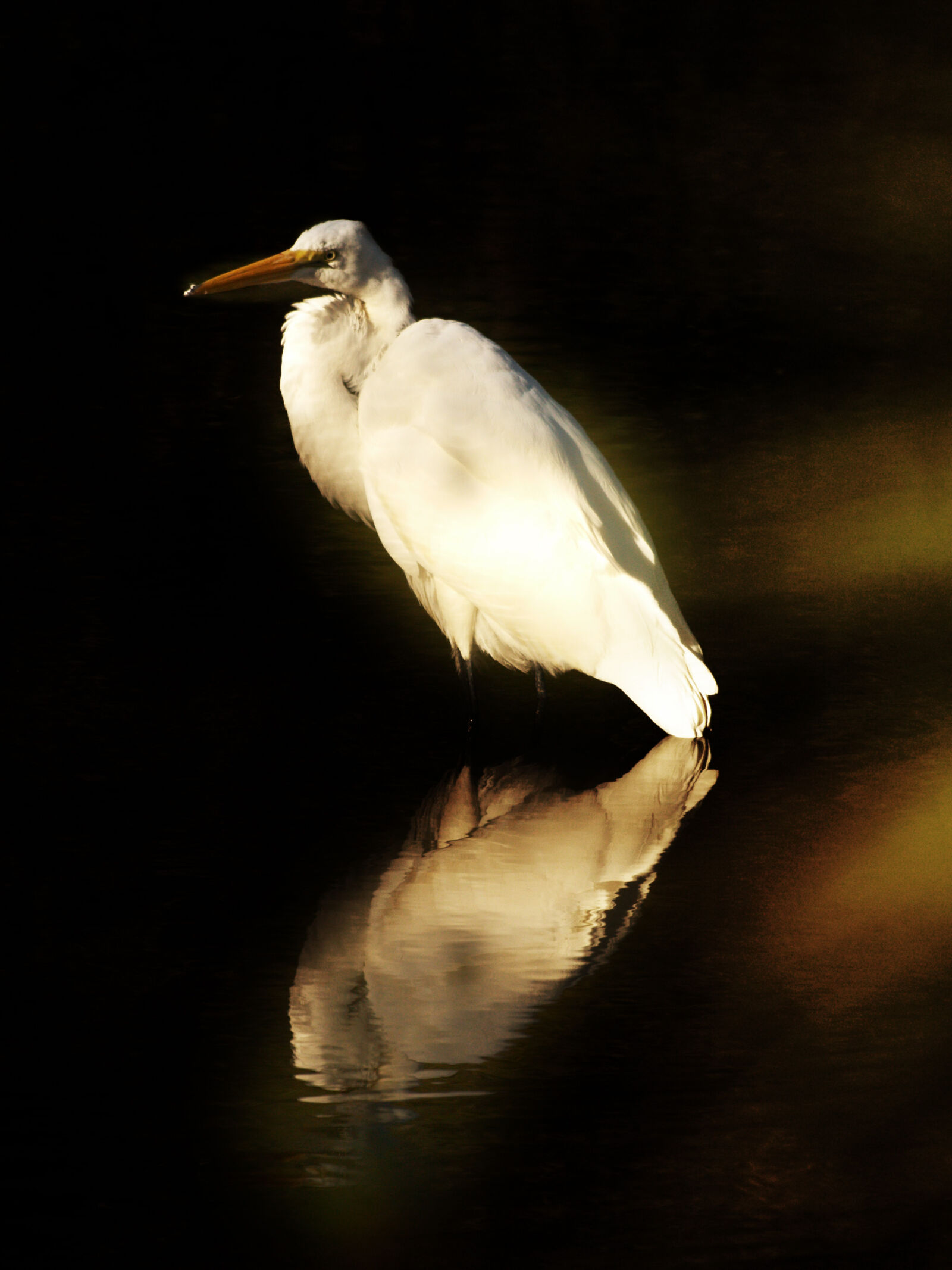 Olympus E-500 (EVOLT E-500) sample photo. Bird, snowy, egret, white photography