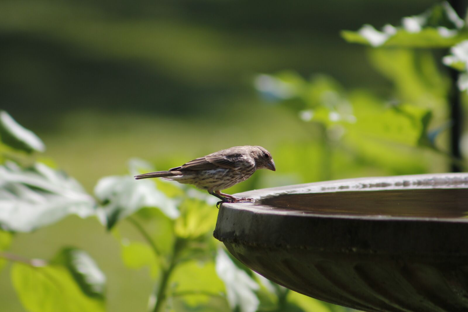 Canon EOS 550D (EOS Rebel T2i / EOS Kiss X4) sample photo. Bird, bath, nature photography
