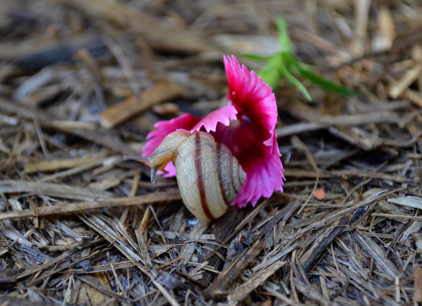 Nikon D3100 sample photo. Snail, flower, pink photography