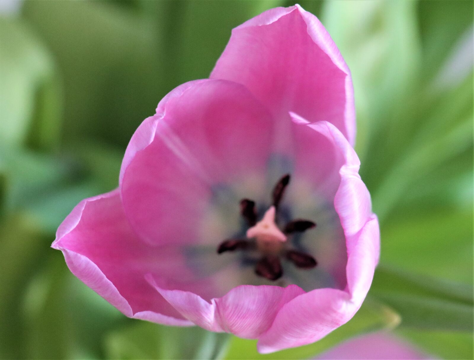 Canon EOS M6 sample photo. Spring, flower, tulip photography