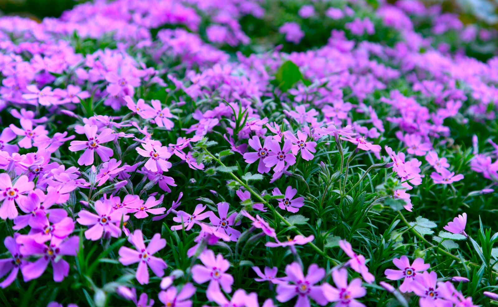 Canon EOS M50 (EOS Kiss M) + Canon EF-M 15-45mm F3.5-6.3 IS STM sample photo. Flowers, purple flowers, field photography