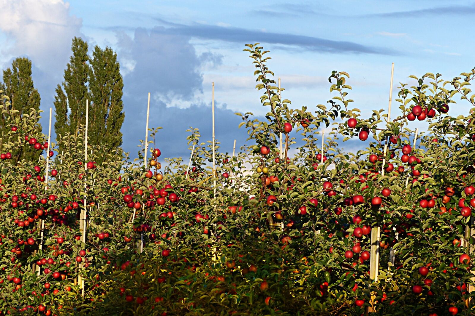 Panasonic Lumix DMC-FZ200 sample photo. Apple, fruit, apple orchard photography