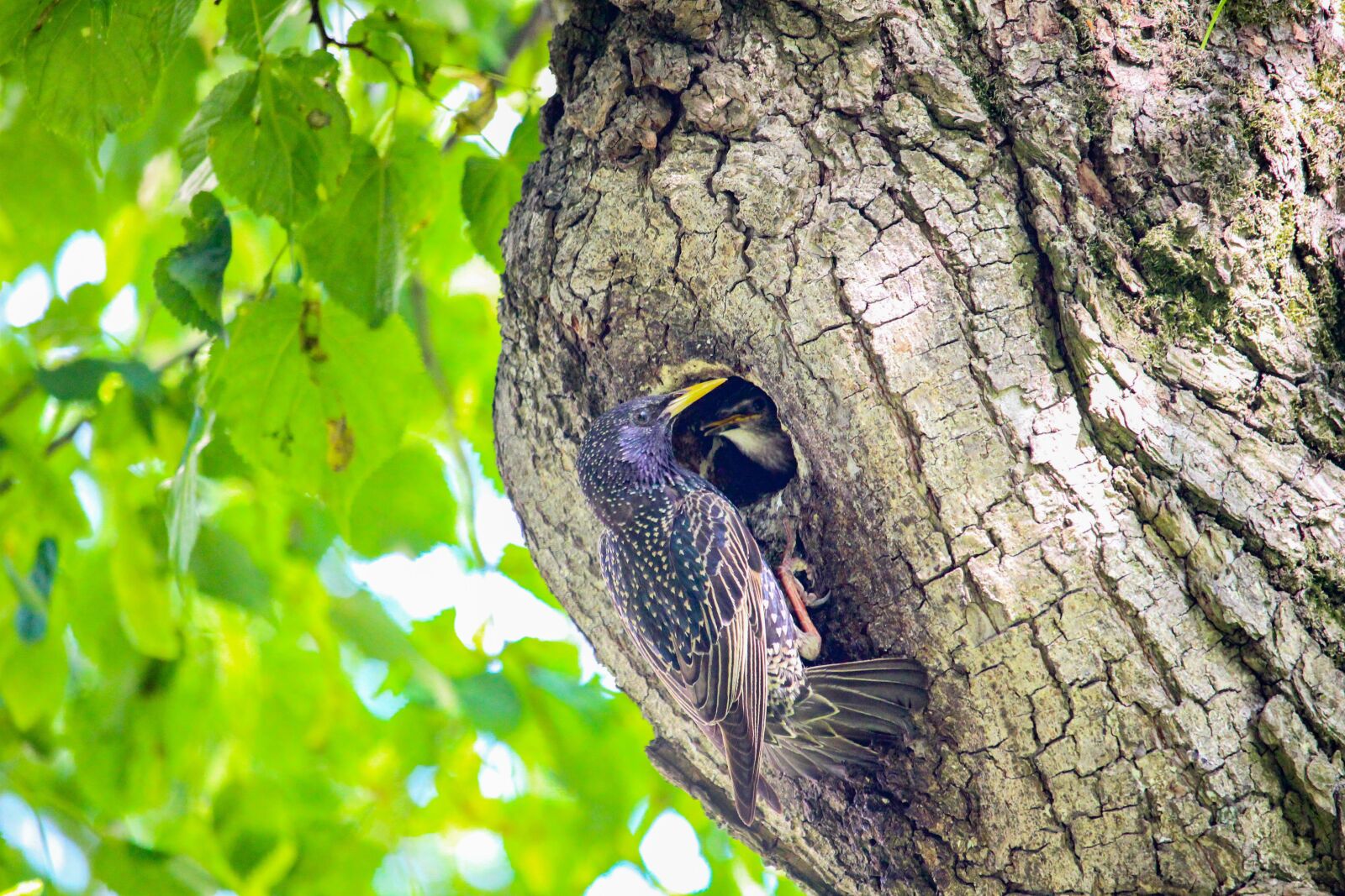 Canon EOS 100D (EOS Rebel SL1 / EOS Kiss X7) sample photo. Starling, baby bird, bird photography