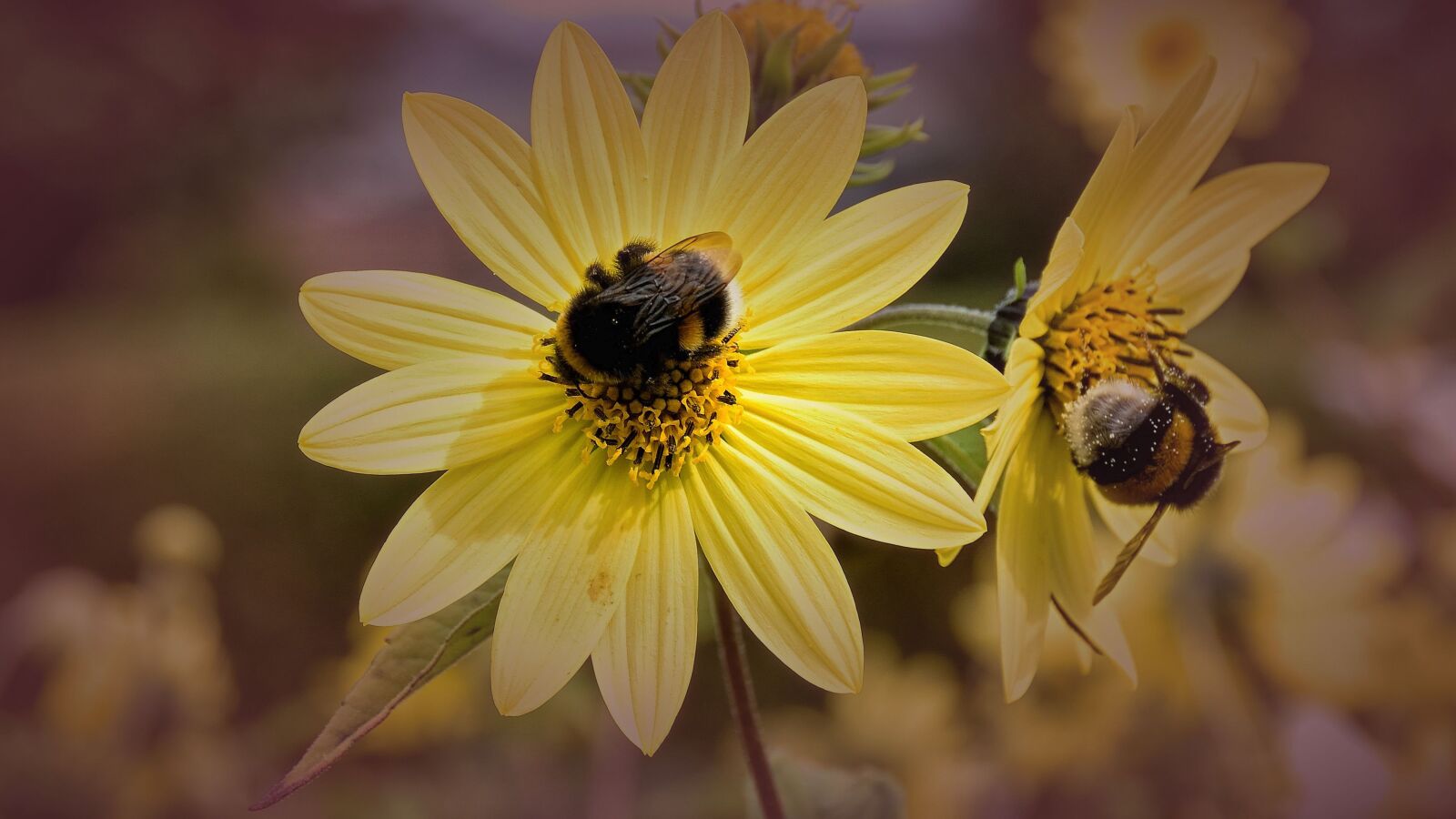Nikon D5500 sample photo. Bees, blossom, bloom photography