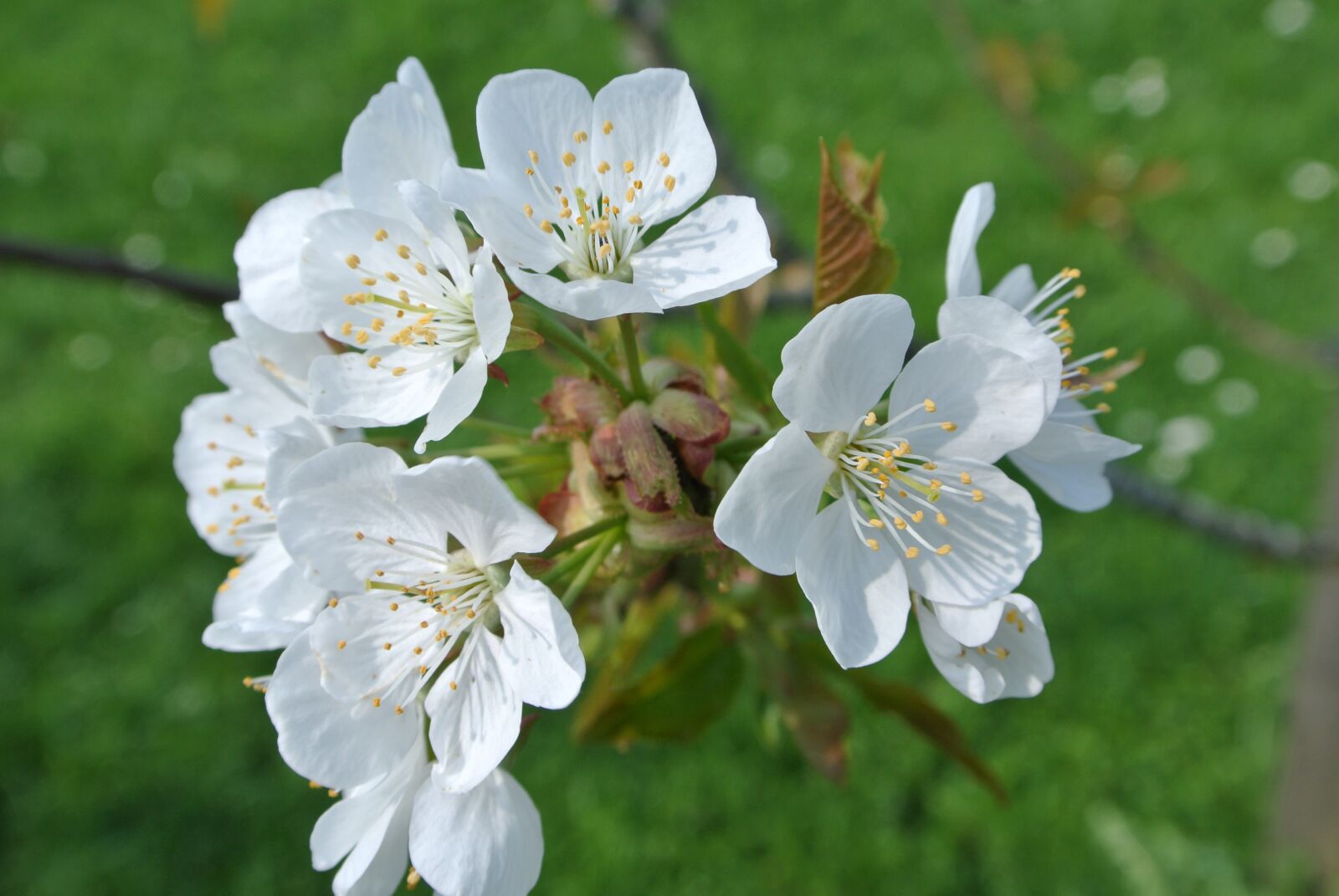 Nikon 1 J2 sample photo. Apple blossom, blossom, bloom photography