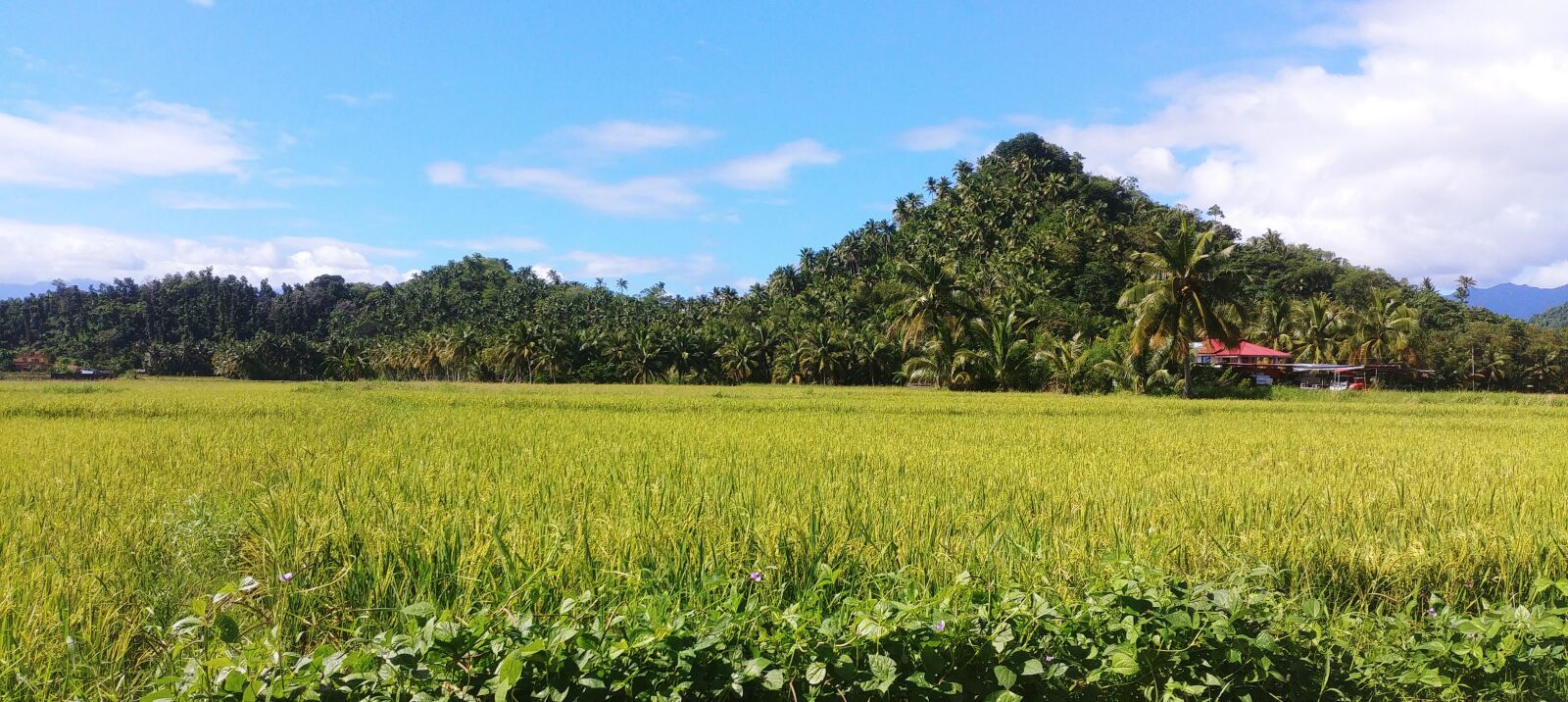LG G6 sample photo. Philippines, rice, fields photography