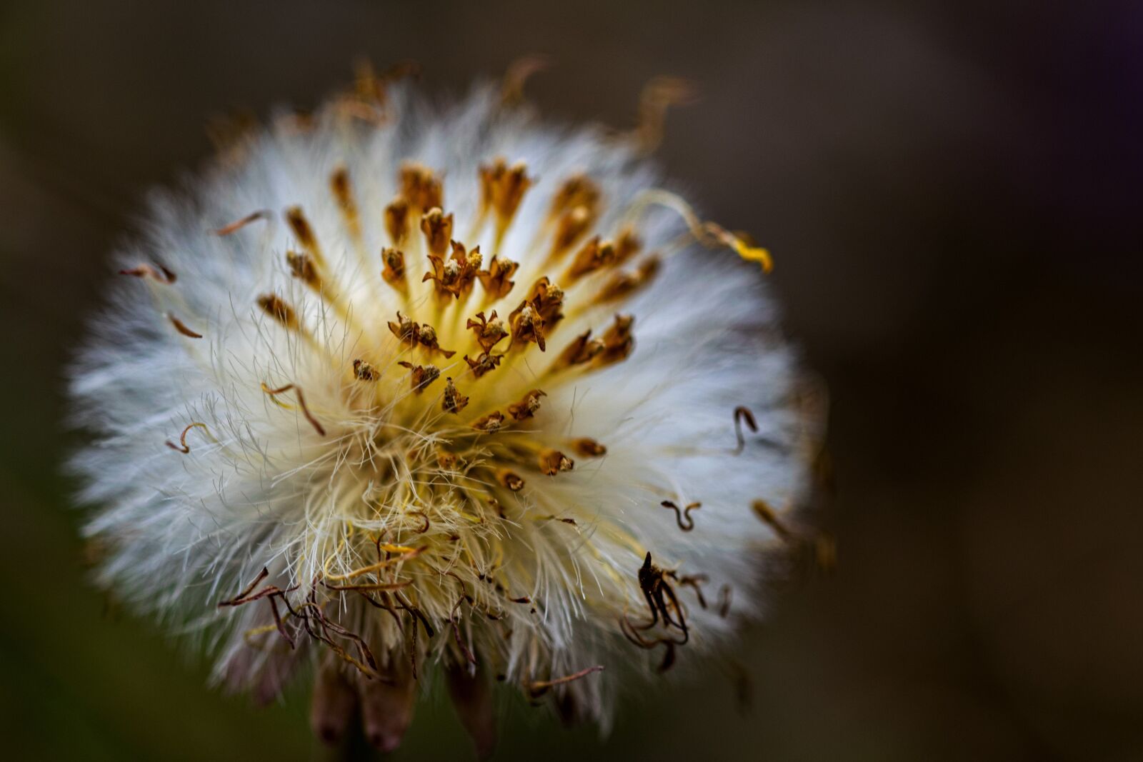 Nikon D5300 sample photo. Dandelion, over-ripened, nature photography