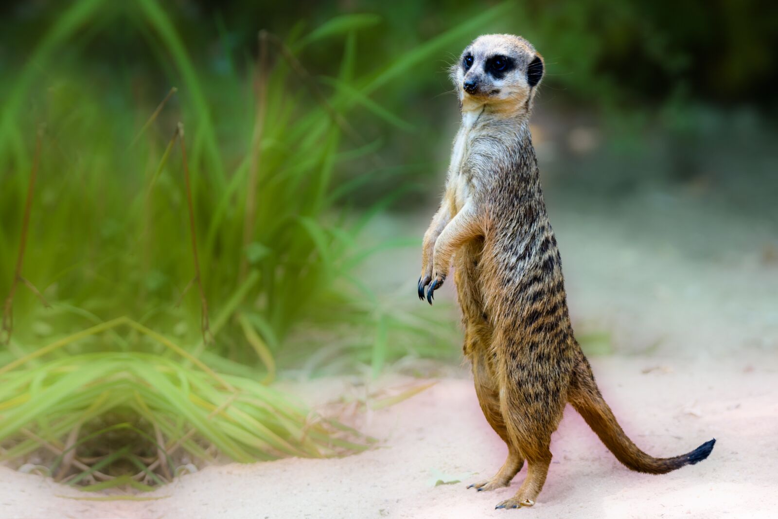 Canon EOS 70D + Tamron SP 150-600mm F5-6.3 Di VC USD sample photo. Animal world, meerkat, africa photography
