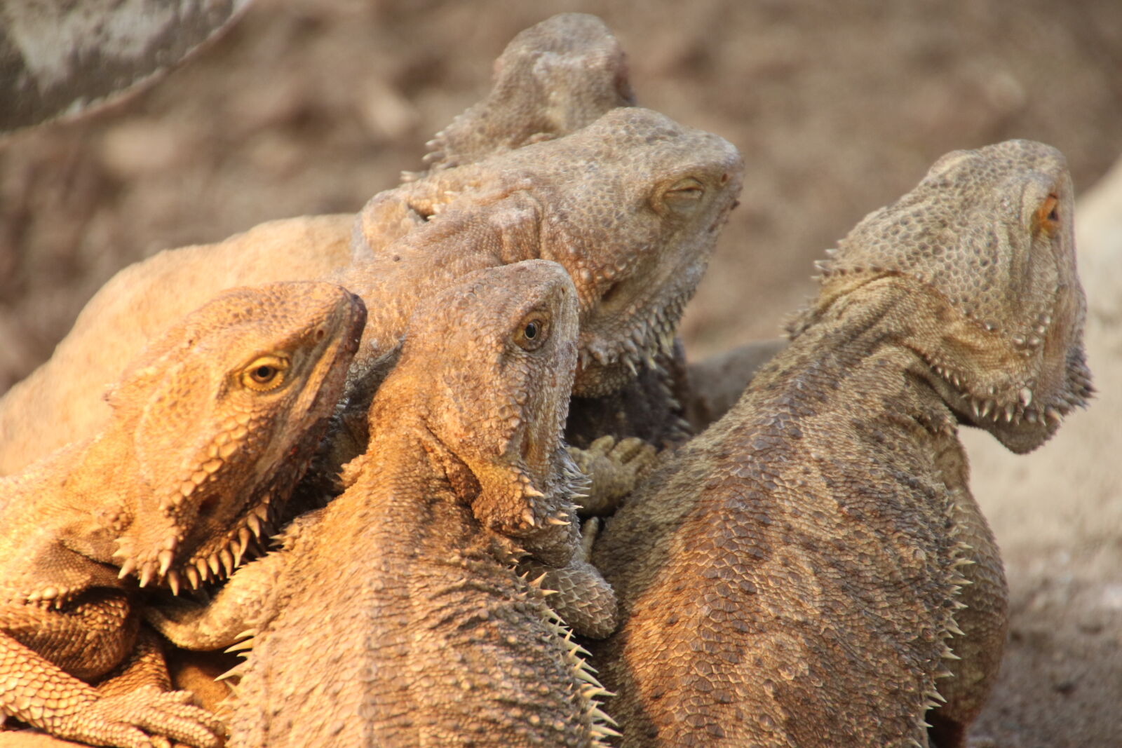 Canon EOS 7D Mark II sample photo. Animals, bearded, dragons, brown photography
