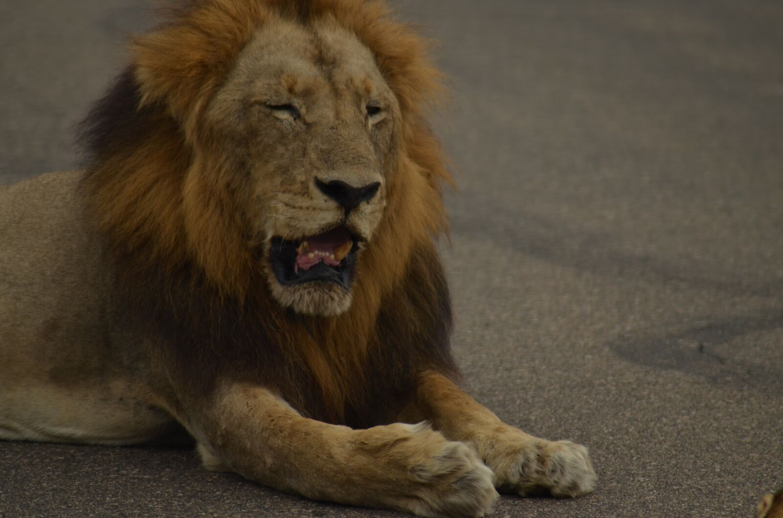 Nikon D5100 sample photo. Lion, africa, safari photography