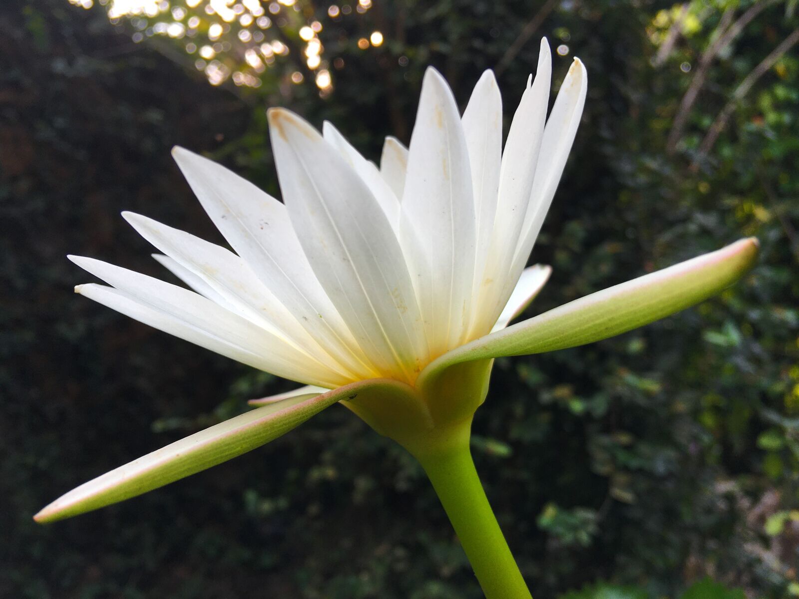 iPhone 6s Plus back camera 4.15mm f/2.2 sample photo. Lotus, flower, nature photography