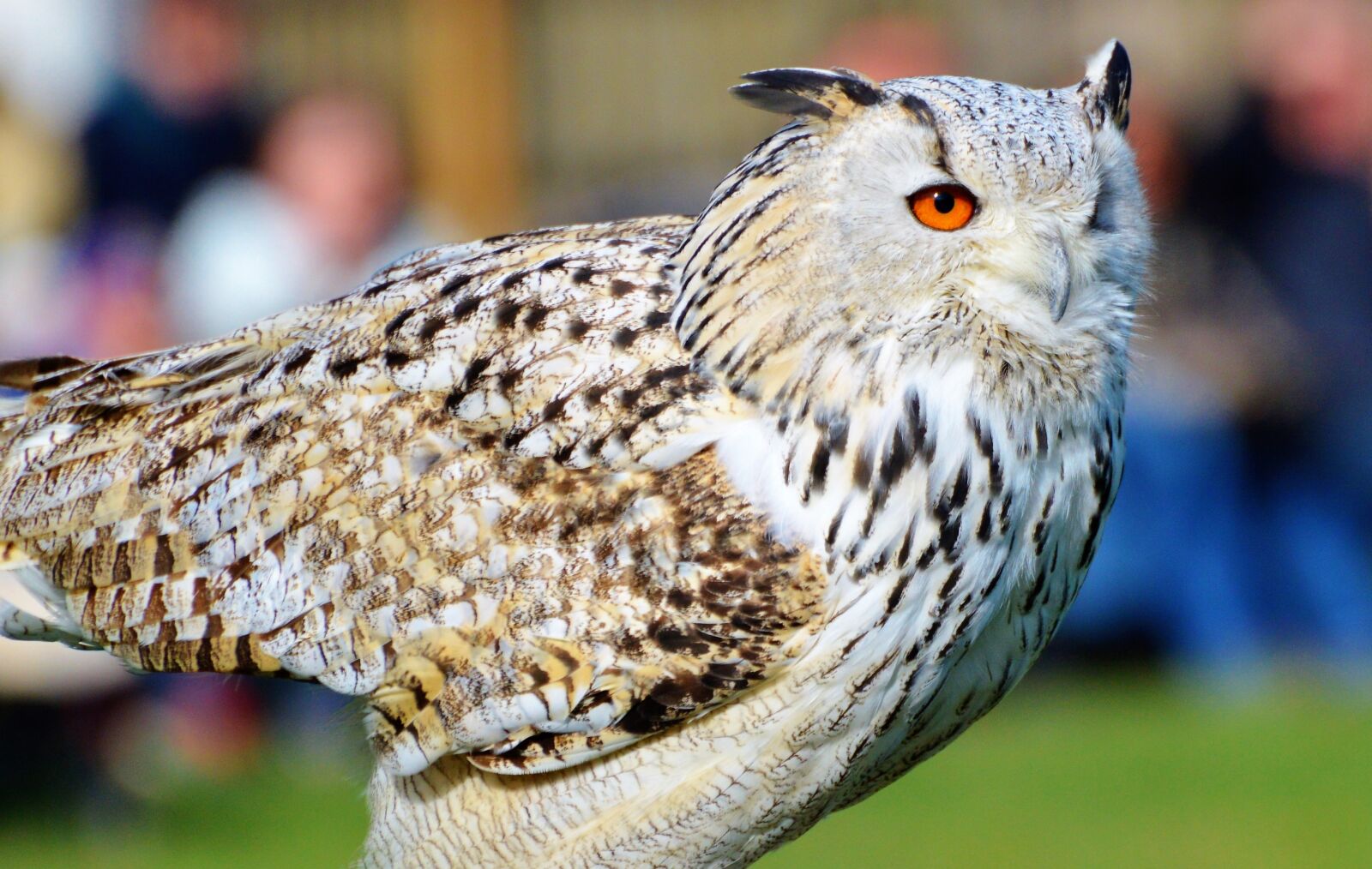 Nikon D3200 sample photo. Owl, eagle owl, bird photography