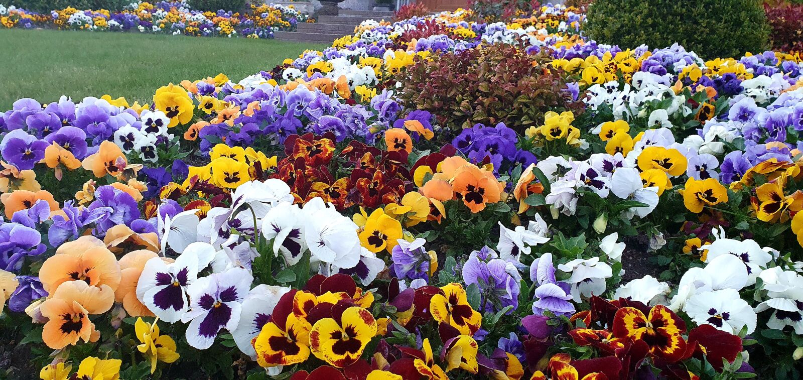 Samsung Galaxy S10+ sample photo. Pansies, flowers, garden photography