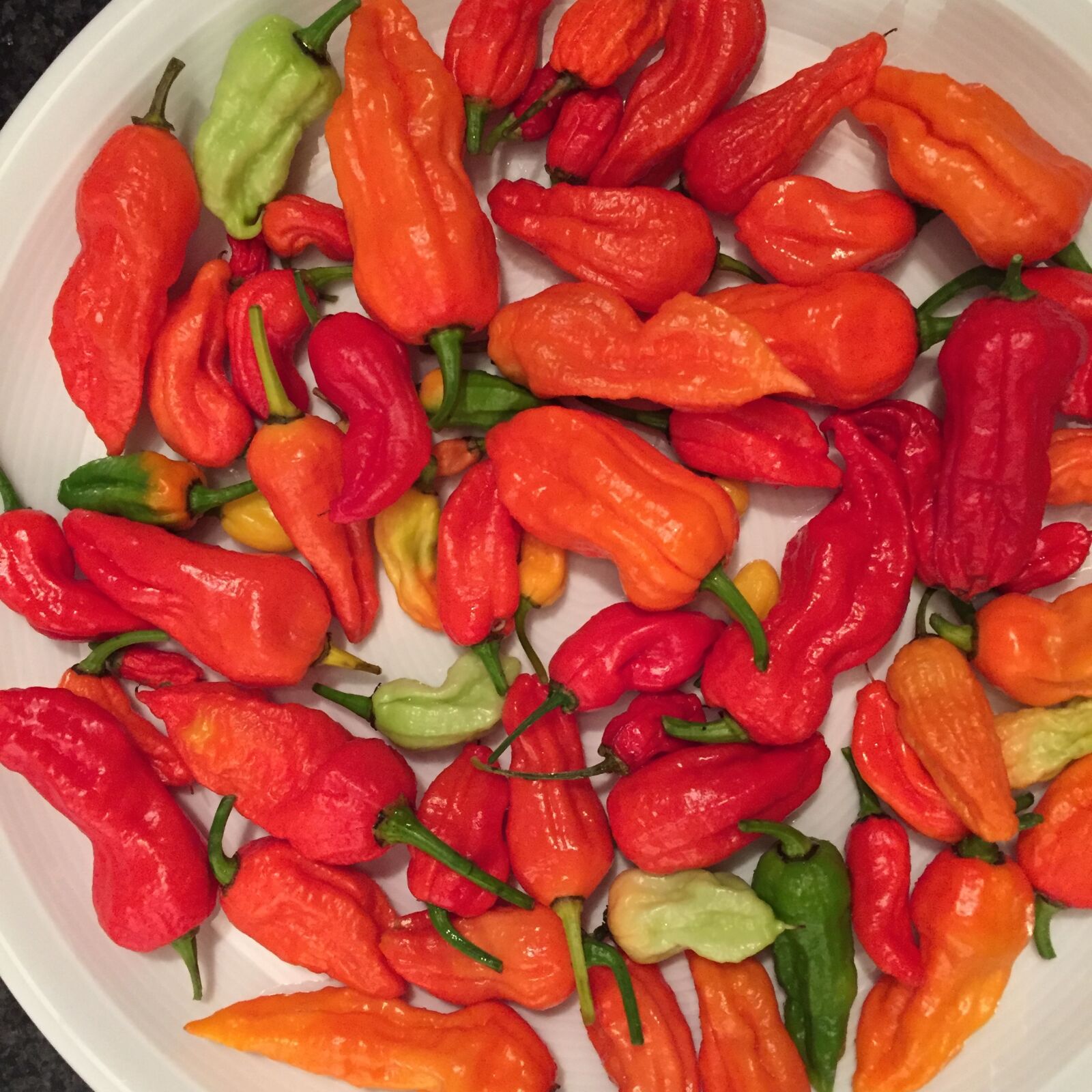 Apple iPhone 6 sample photo. Chili, bhut jolokia, hot photography