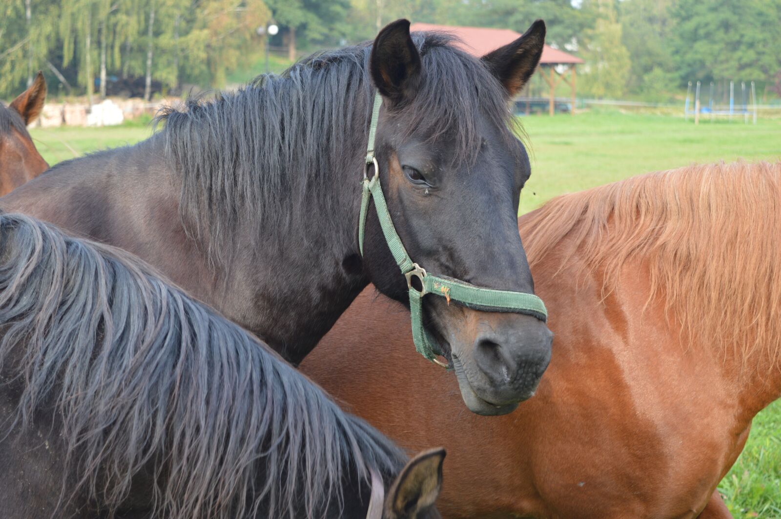 Nikon D3200 sample photo. The horse, animal, horses photography