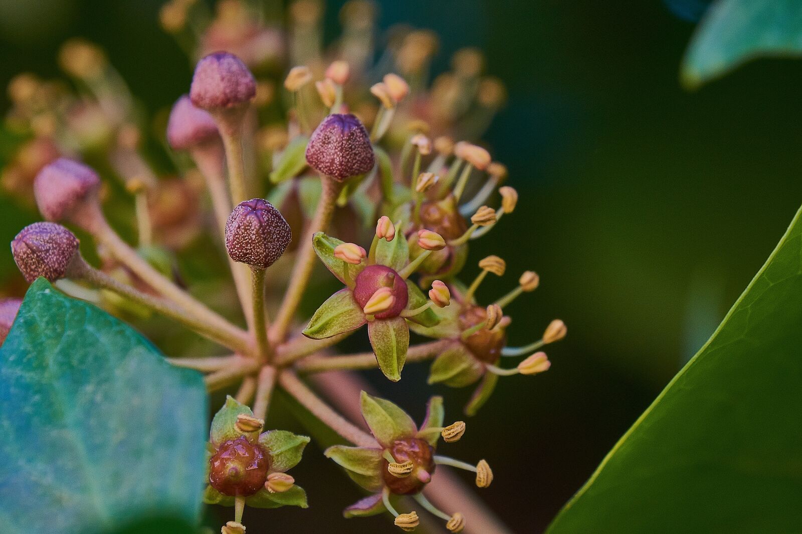 Nikon D7200 sample photo. Garden, outbreaks, green photography